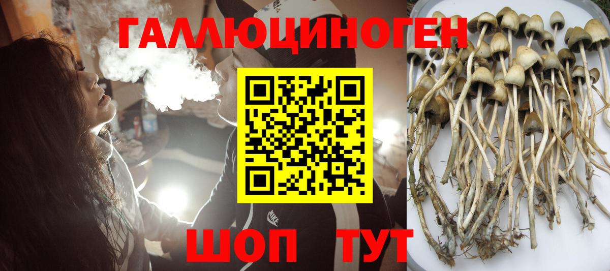 купить наркотики сайты  Галлюциногенные грибы GOLDEN TEACHER  Вход с VPN  Галлюциногенные грибы GOLDEN TEACHER  Сургут 